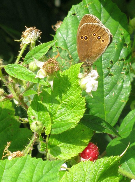 Brauner Waldvogel auf Himbeere