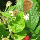 Brauner Waldvogel auf Himbeere