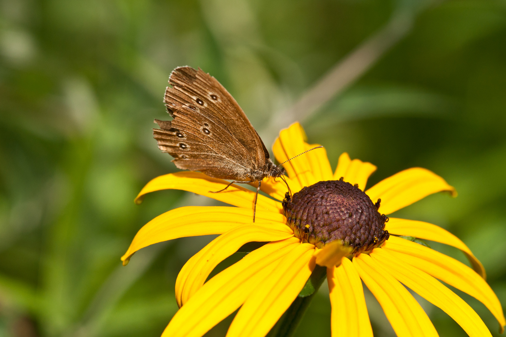 Brauner Waldvogel auf Mädchenauge