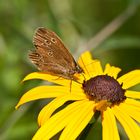 Brauner Waldvogel auf Mädchenauge