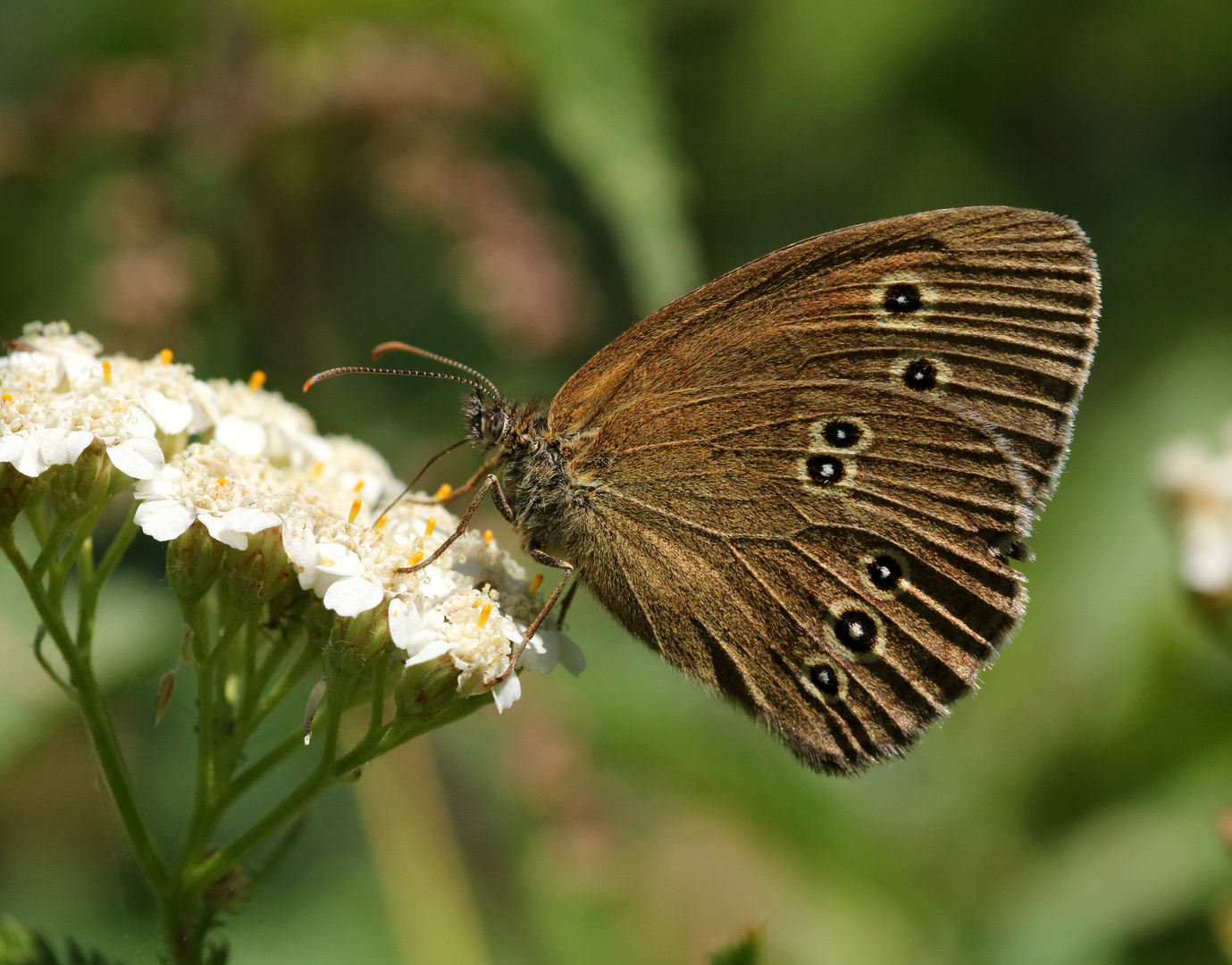 Brauner Waldvogel