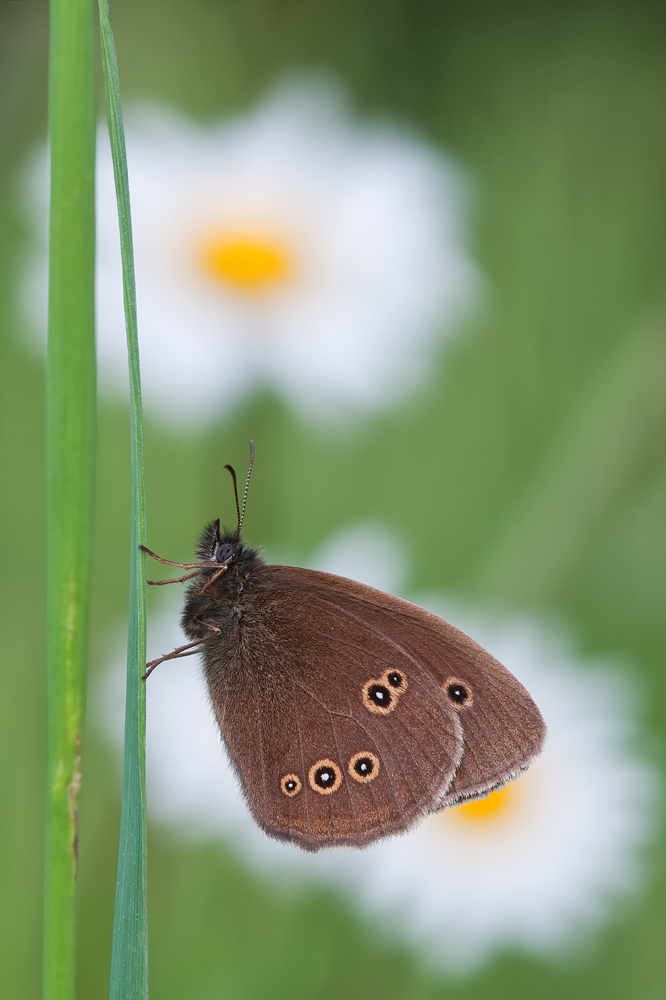 brauner Waldvogel