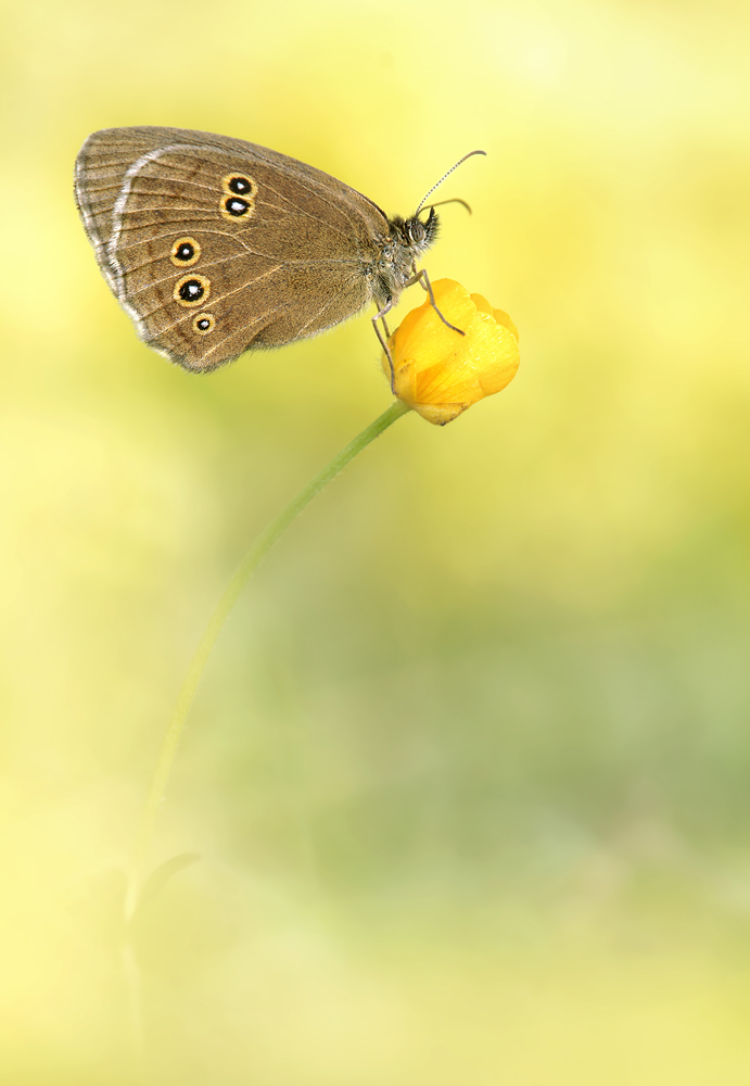 Brauner Waldvogel