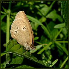 Brauner Waldvogel...