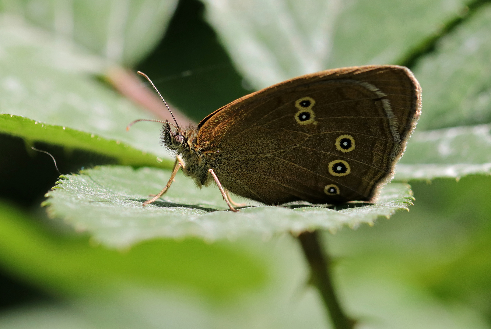 Brauner Waldvogel