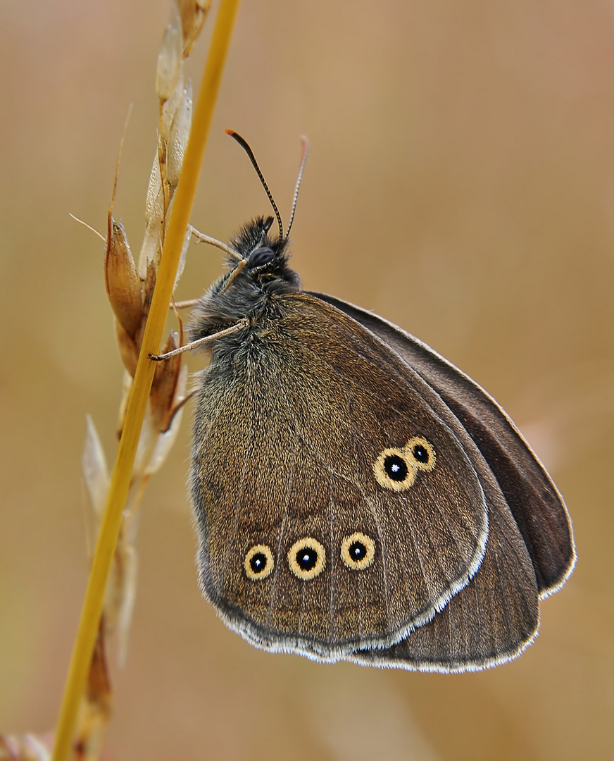 brauner Waldvogel