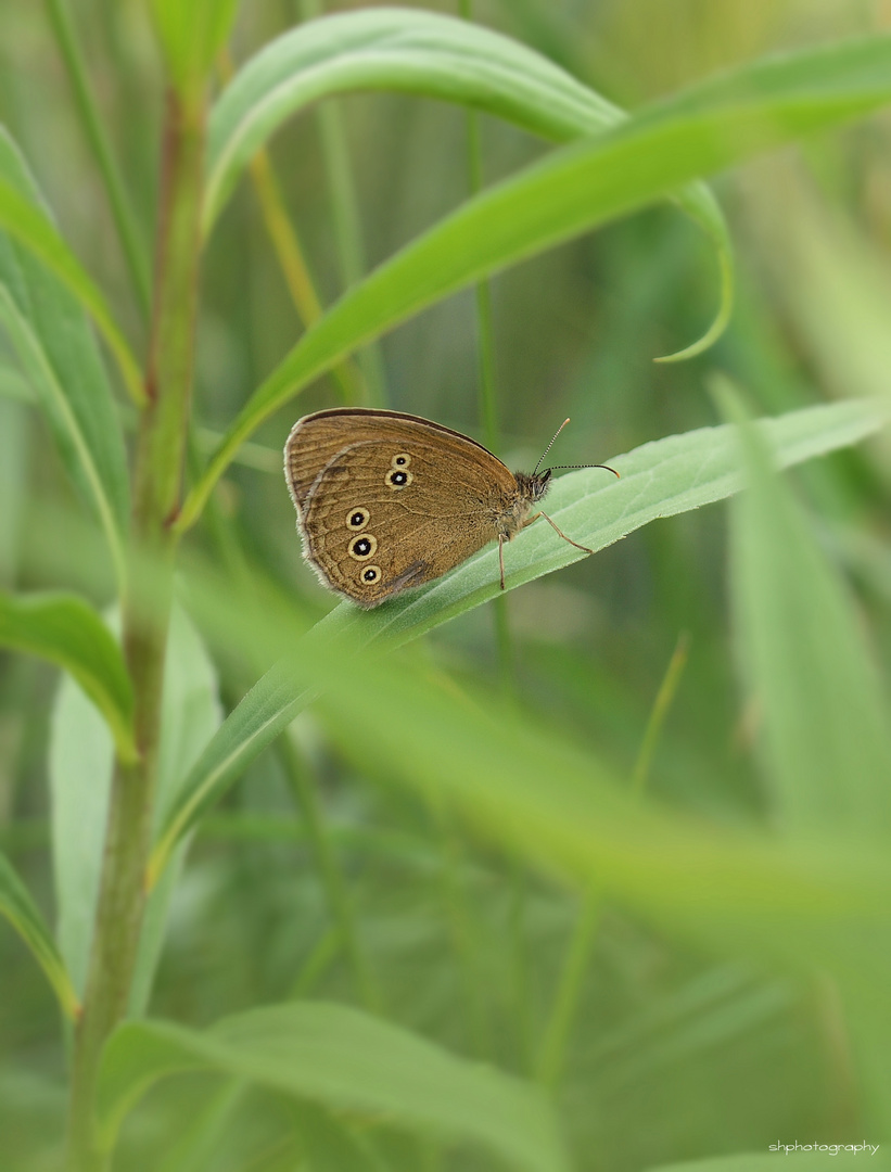 Brauner Waldvogel