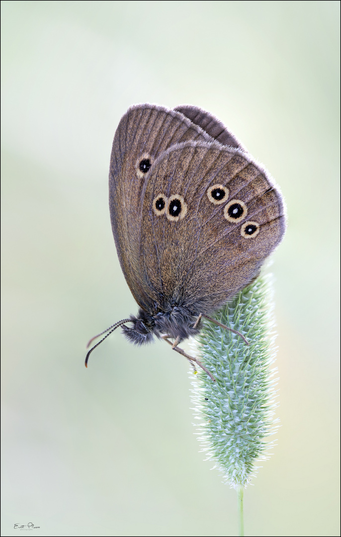 Brauner Waldvogel