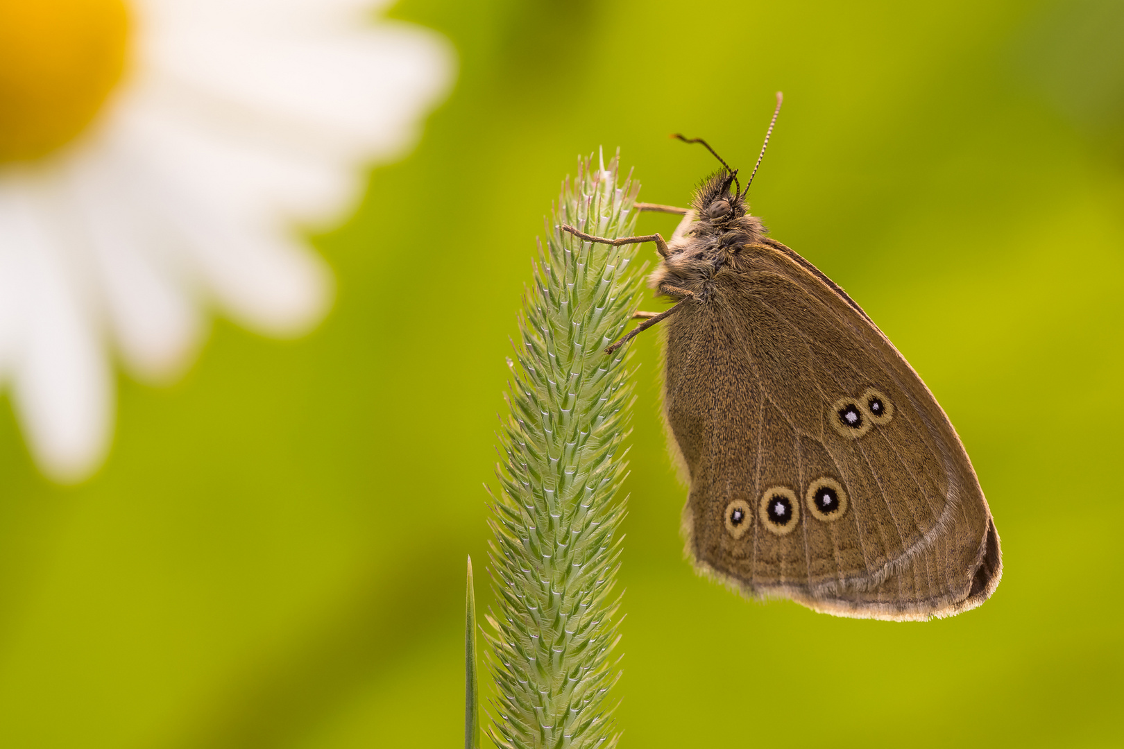 Brauner Waldvogel