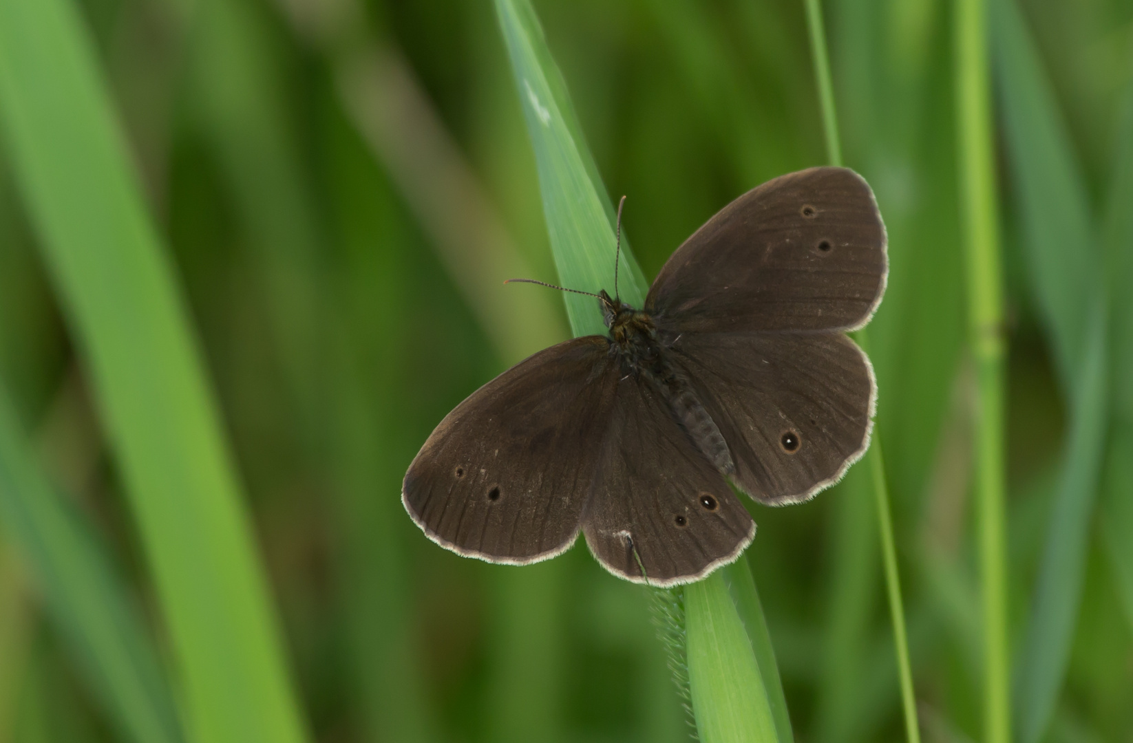 Brauner Waldvogel