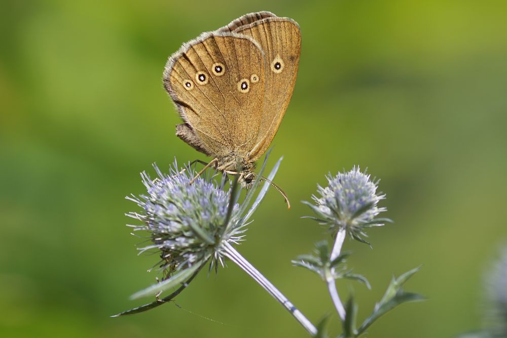 Brauner Waldvogel 