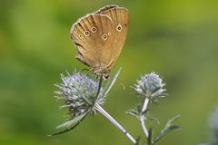 Brauner Waldvogel 