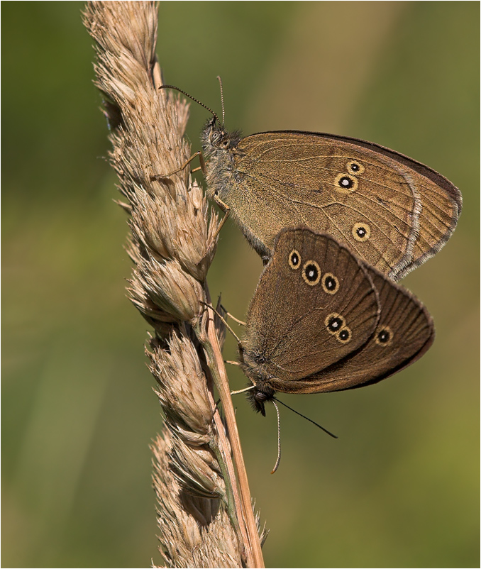 Brauner Waldvogel