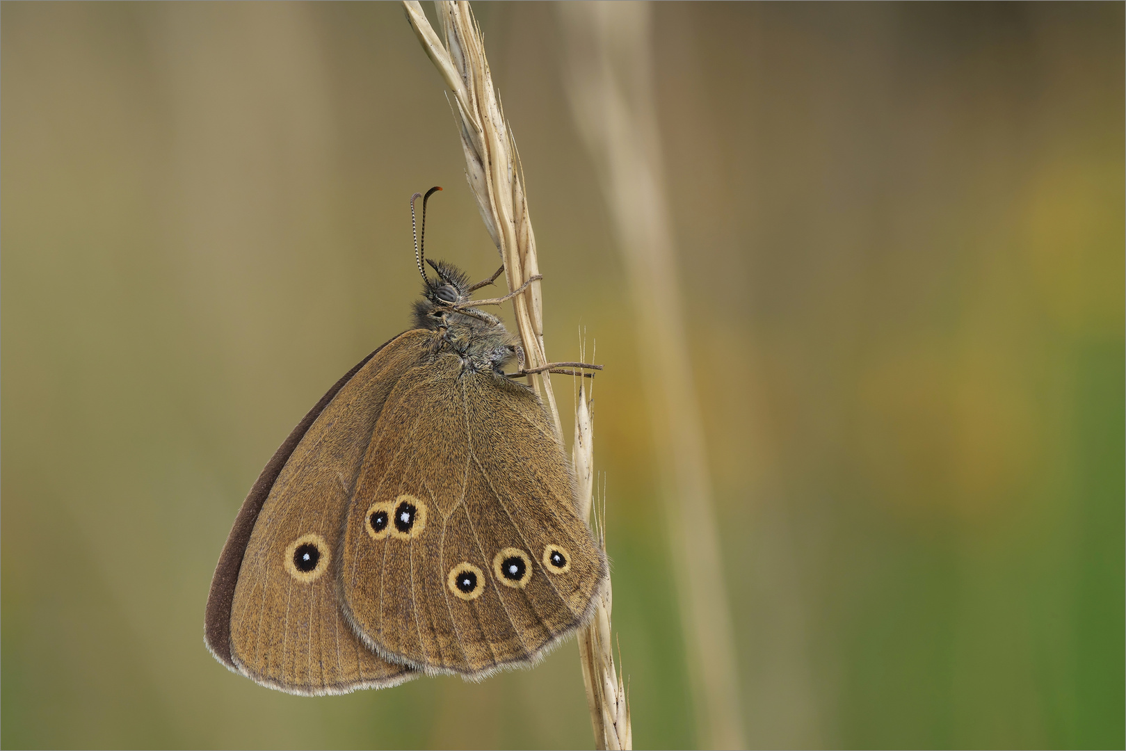 Brauner Waldvogel