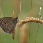 Brauner Waldvogel