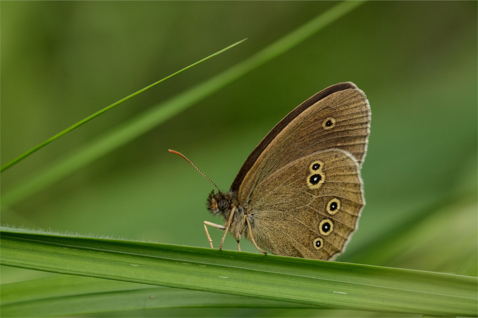 Brauner Waldvogel