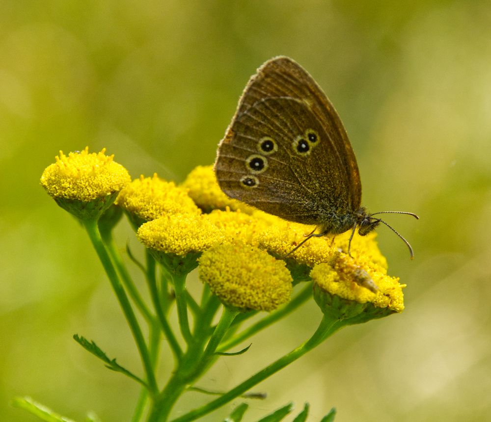 Brauner Waldvogel