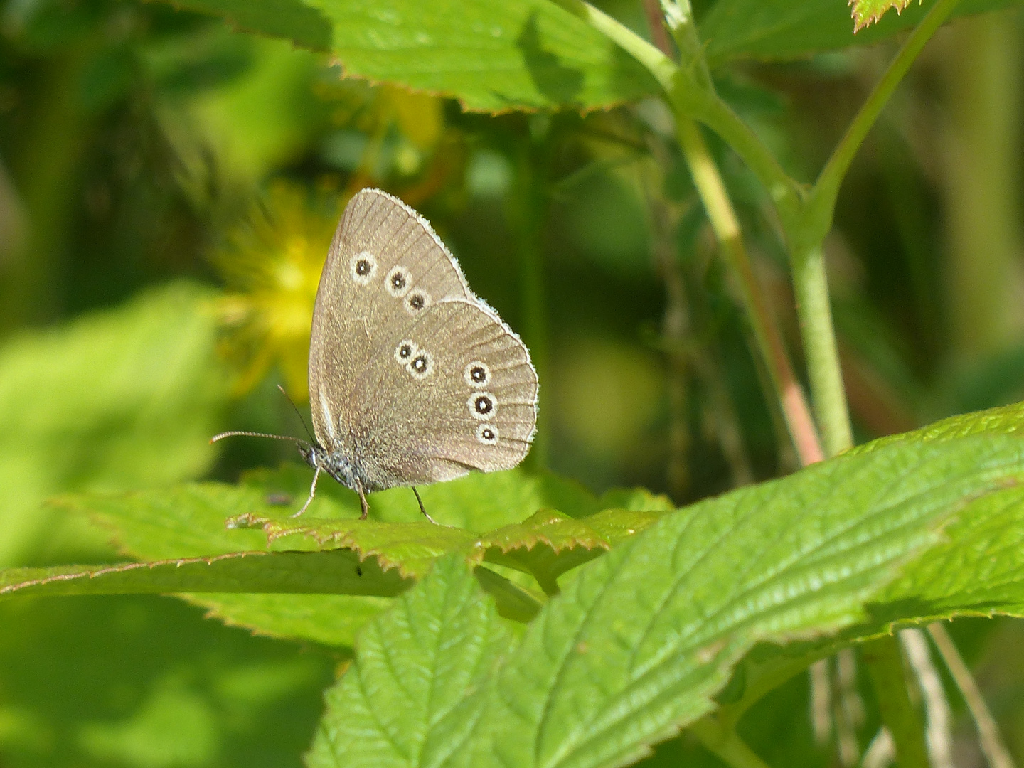 Brauner Waldvogel