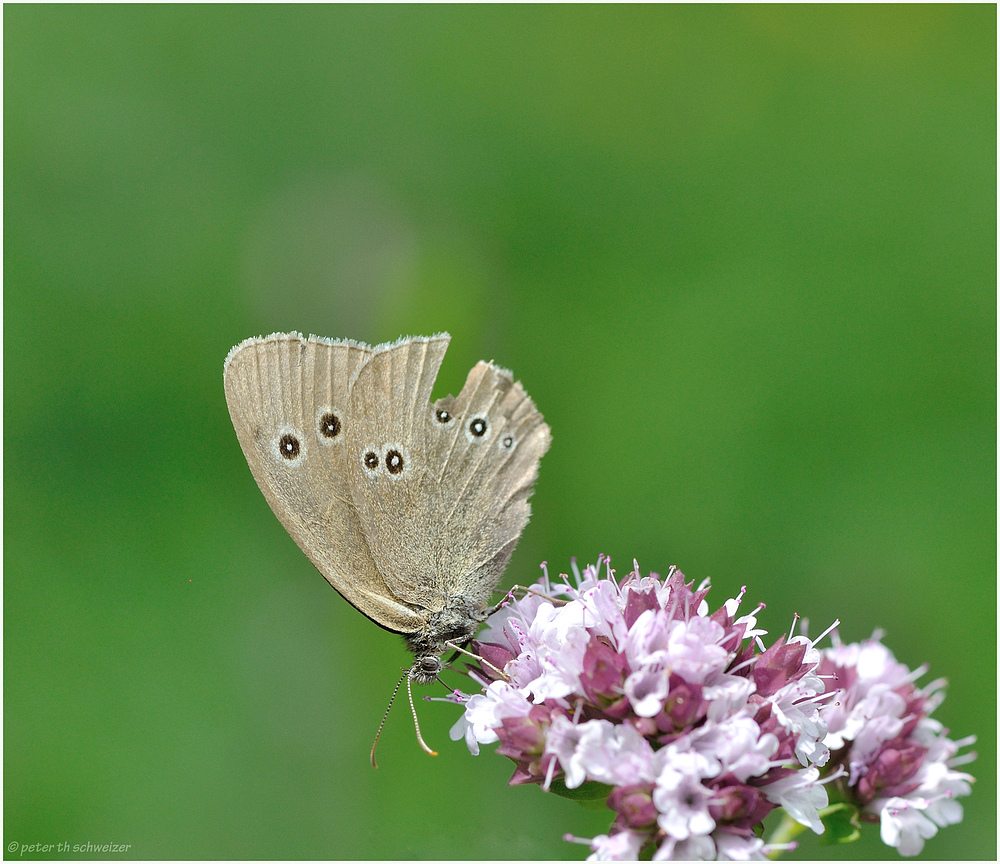 brauner Waldvogel