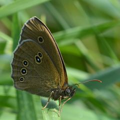 brauner waldvogel