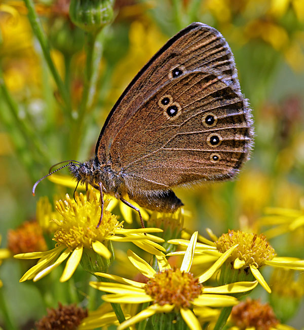 Brauner  Waldvogel