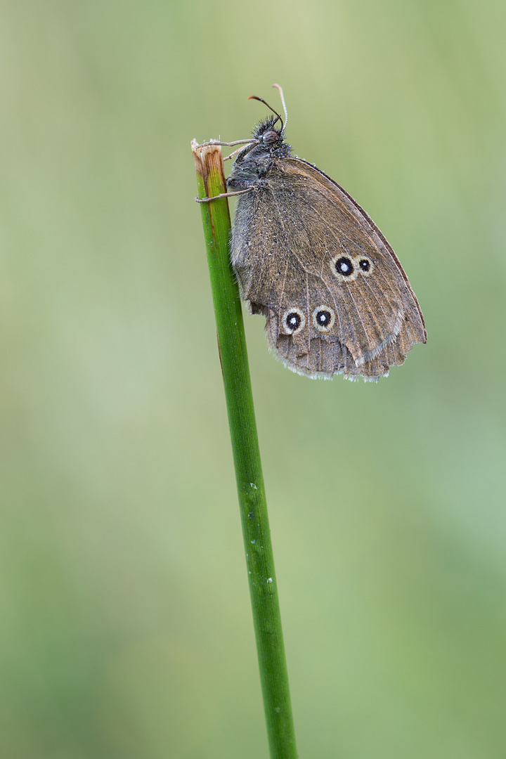 Brauner Waldvogel