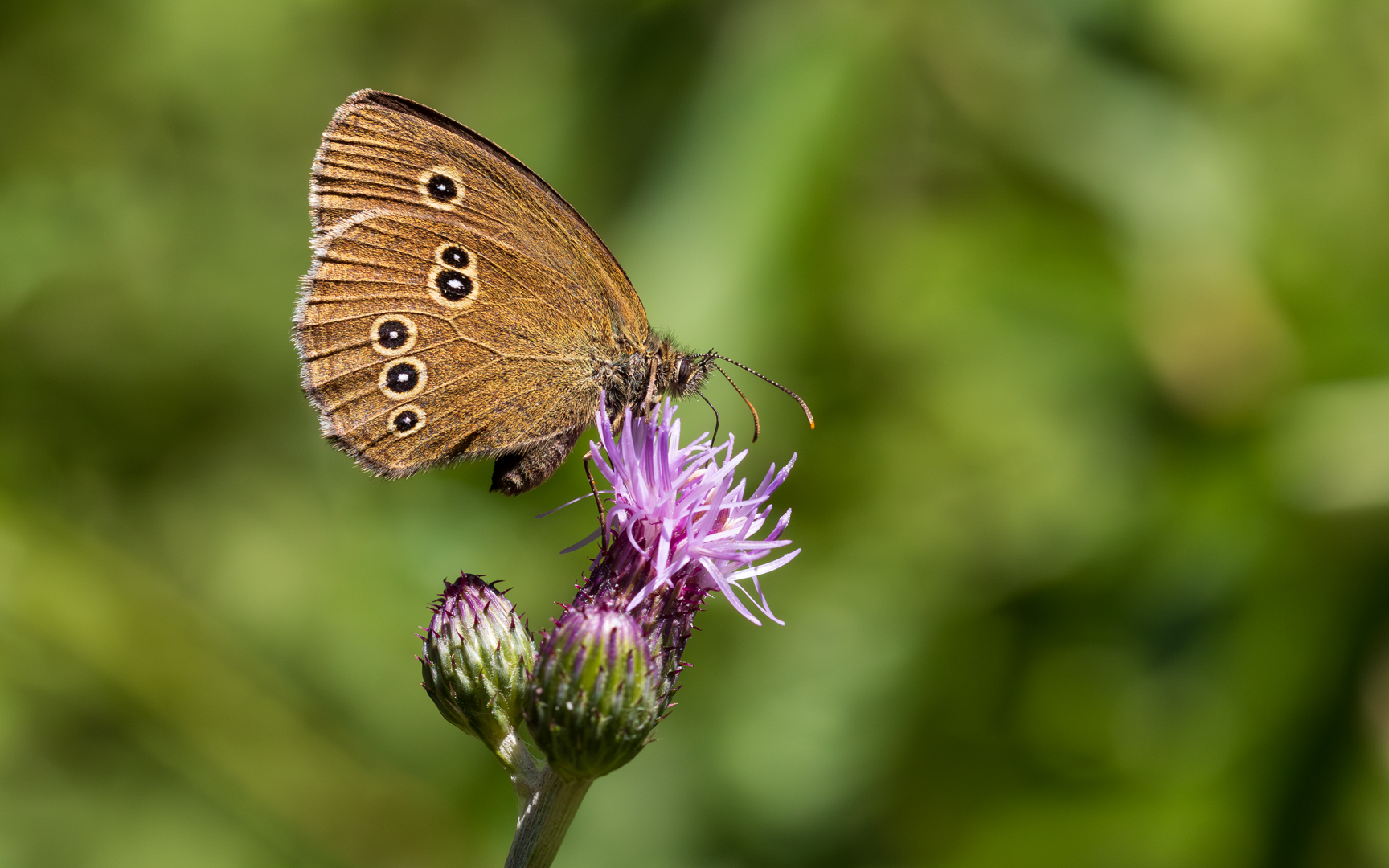 Brauner Waldvogel