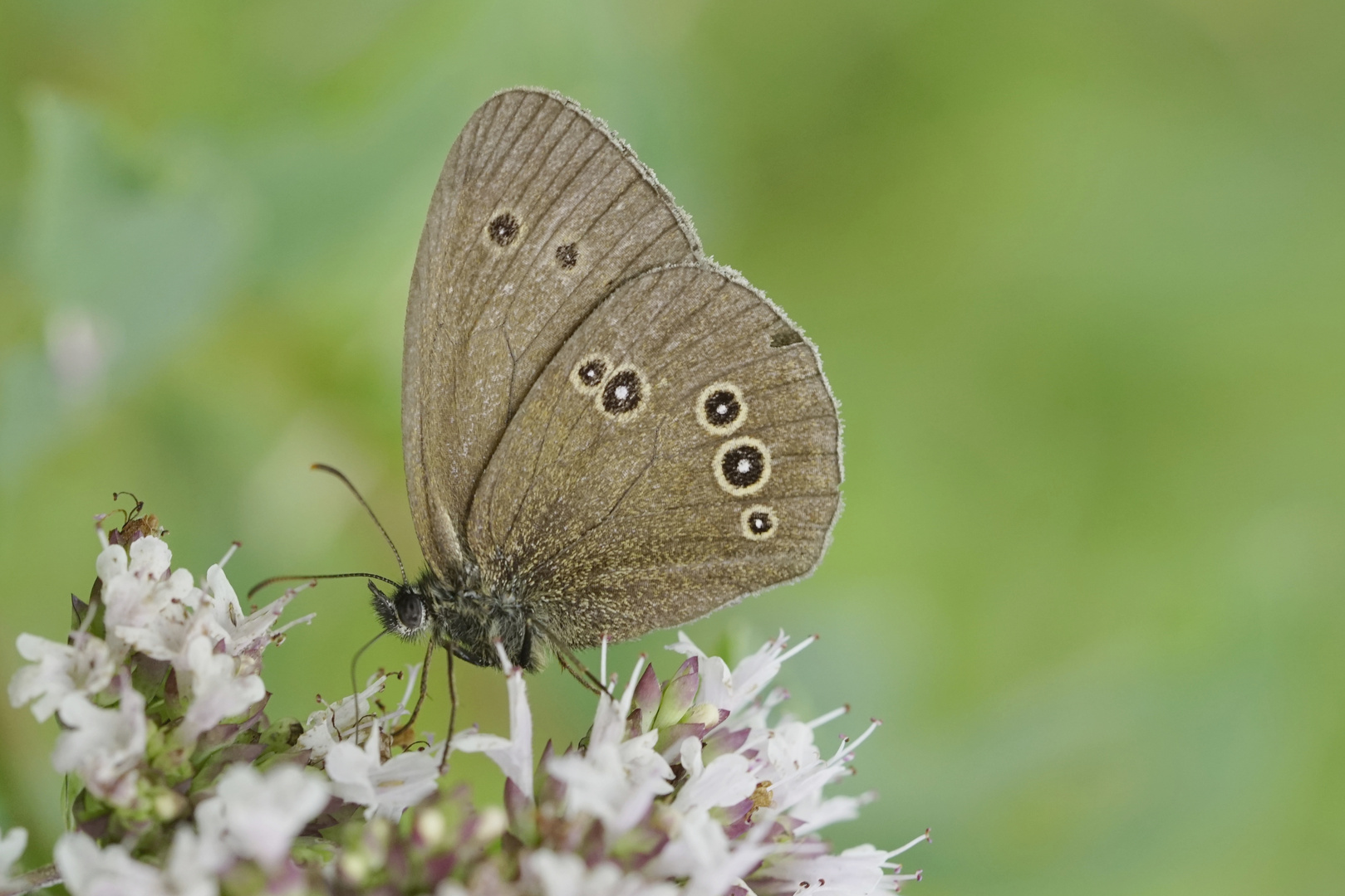 Brauner Waldvogel 