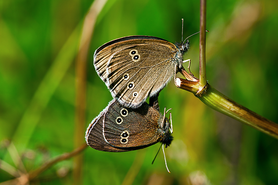 Brauner Waldvogel