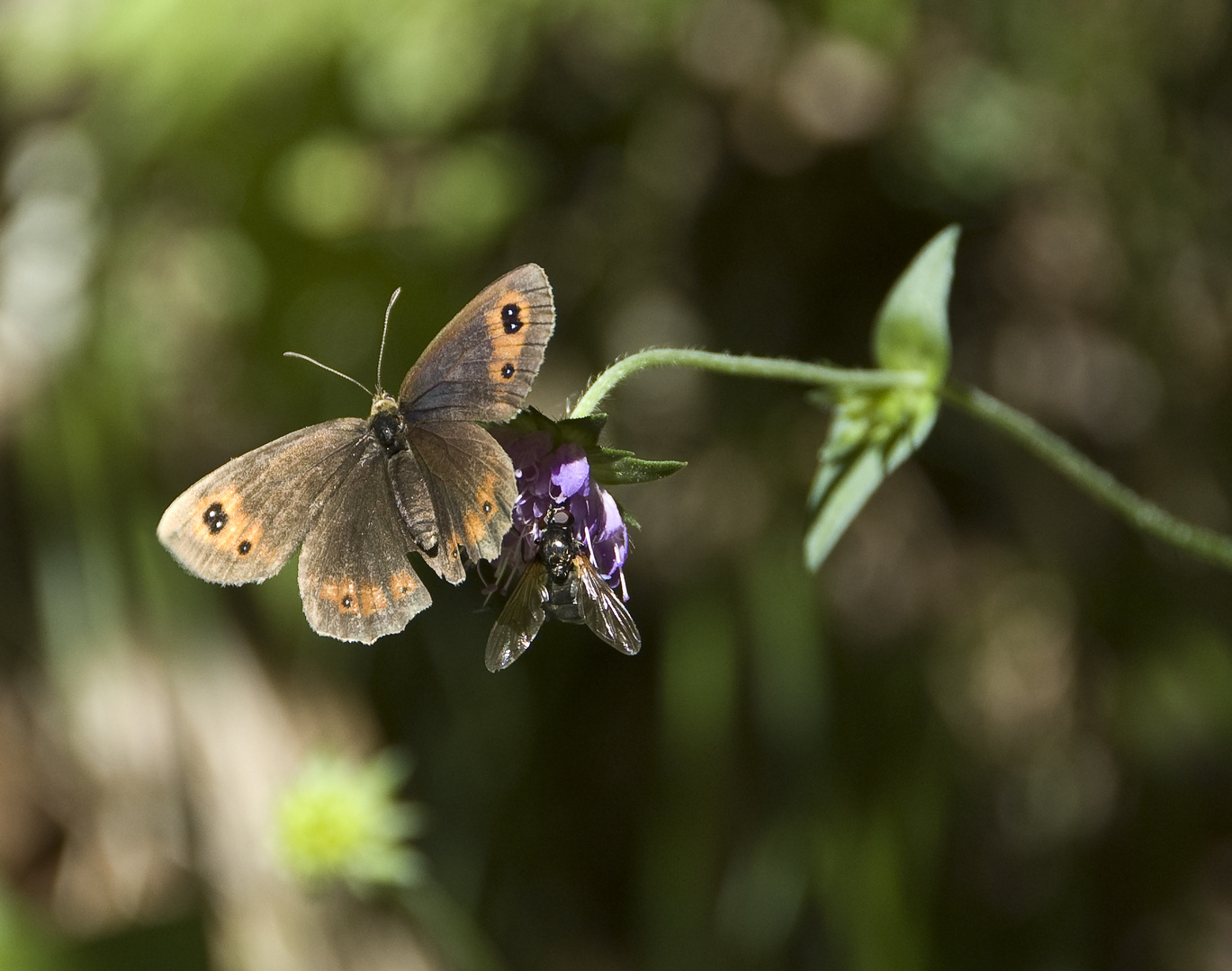 Brauner Waldvogel