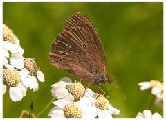 Brauner Waldvogel