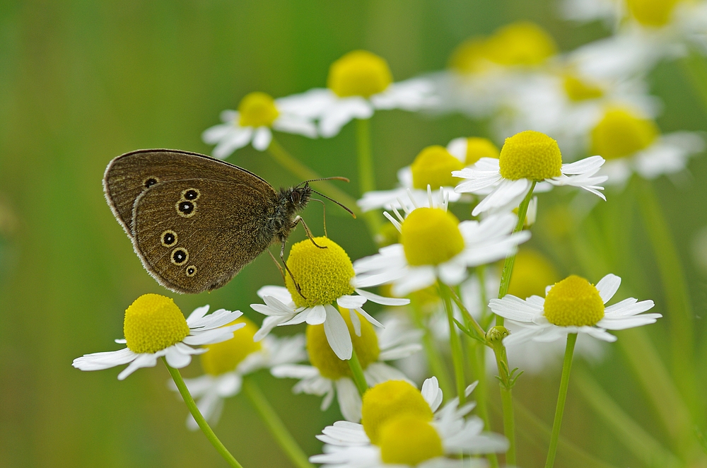 Brauner Waldvogel