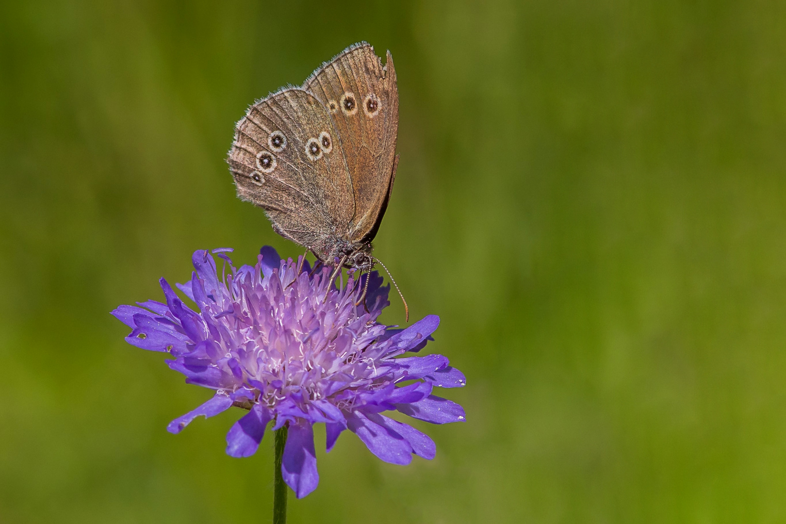 Brauner Waldvogel