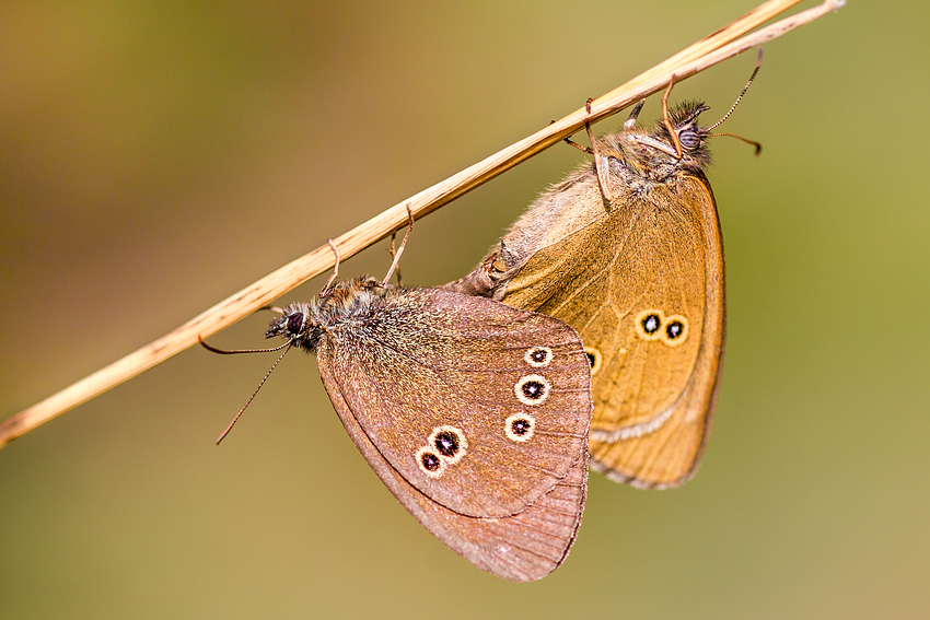 Brauner Waldvogel