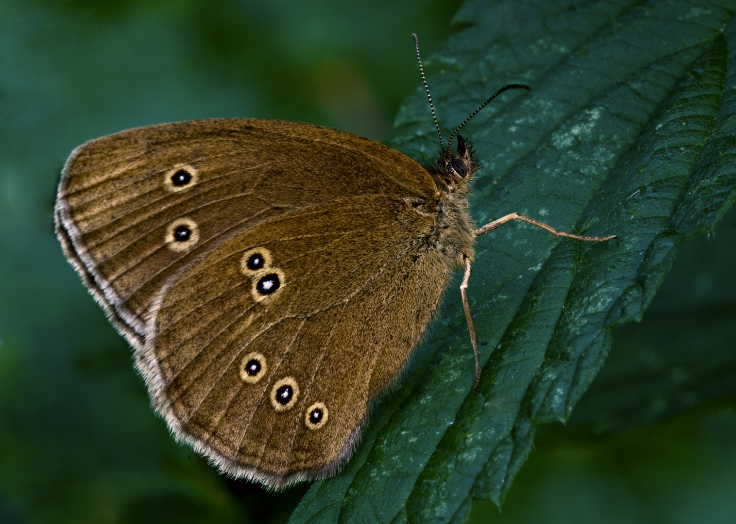 Brauner Waldvogel