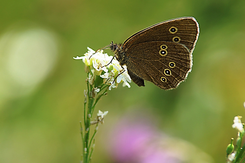 Brauner Waldvogel