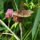 Brauner Waldvogel 