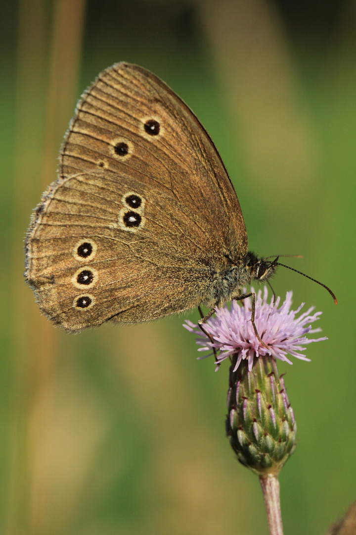 Brauner Waldvogel