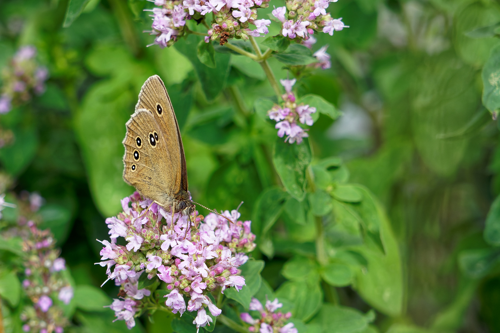 Brauner Waldvogel