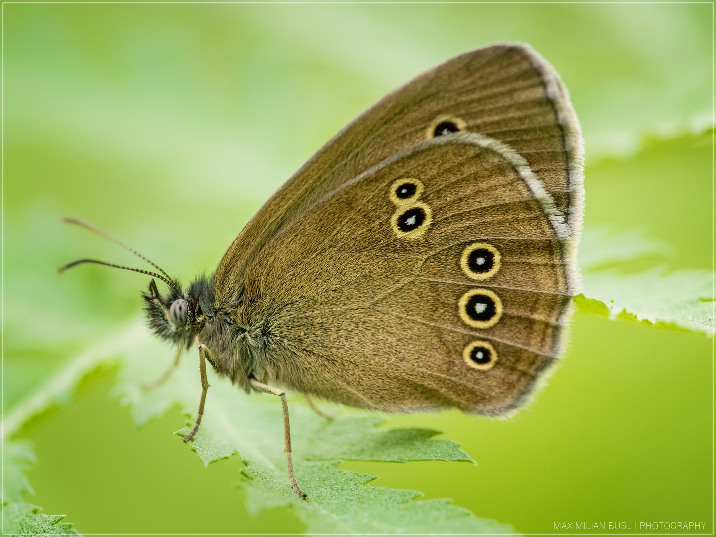 Brauner Waldvogel