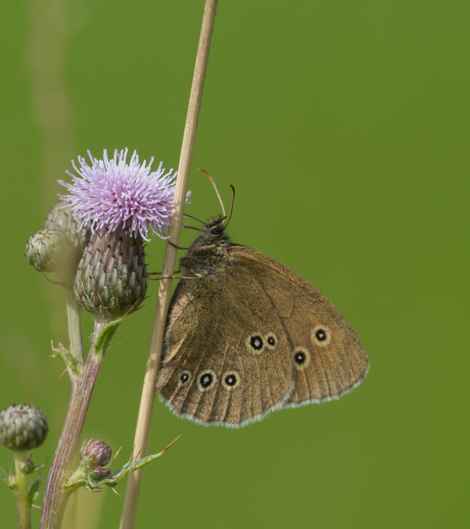 Brauner Waldvogel