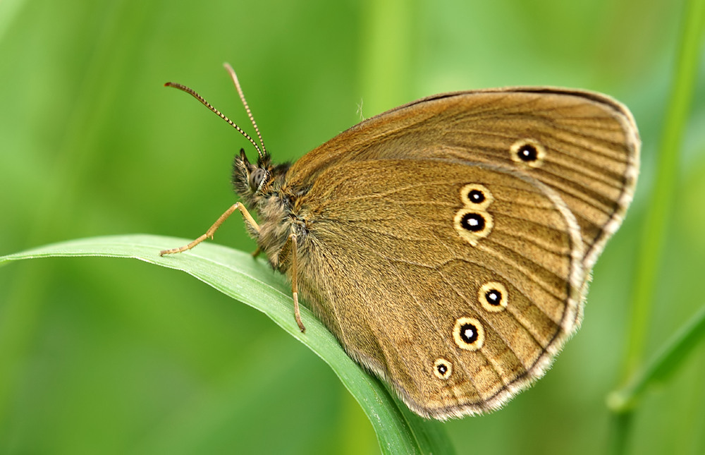 Brauner Waldvogel