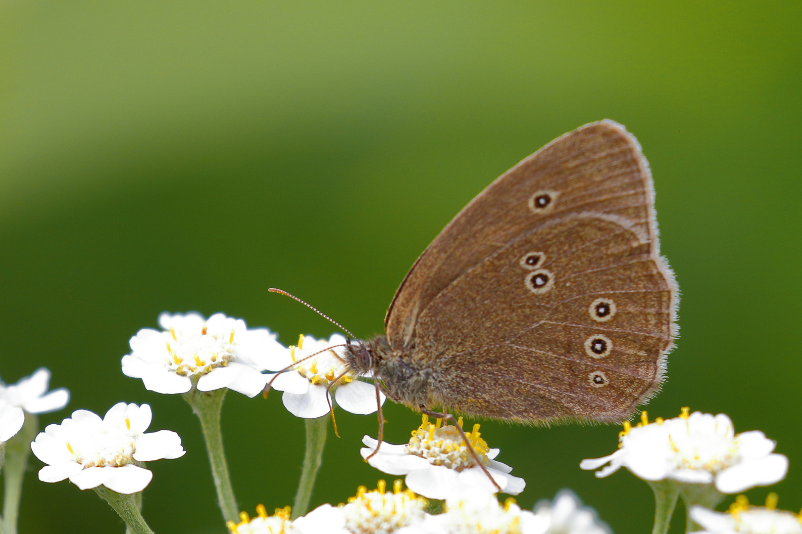 Brauner Waldvogel