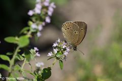 Brauner Waldvogel