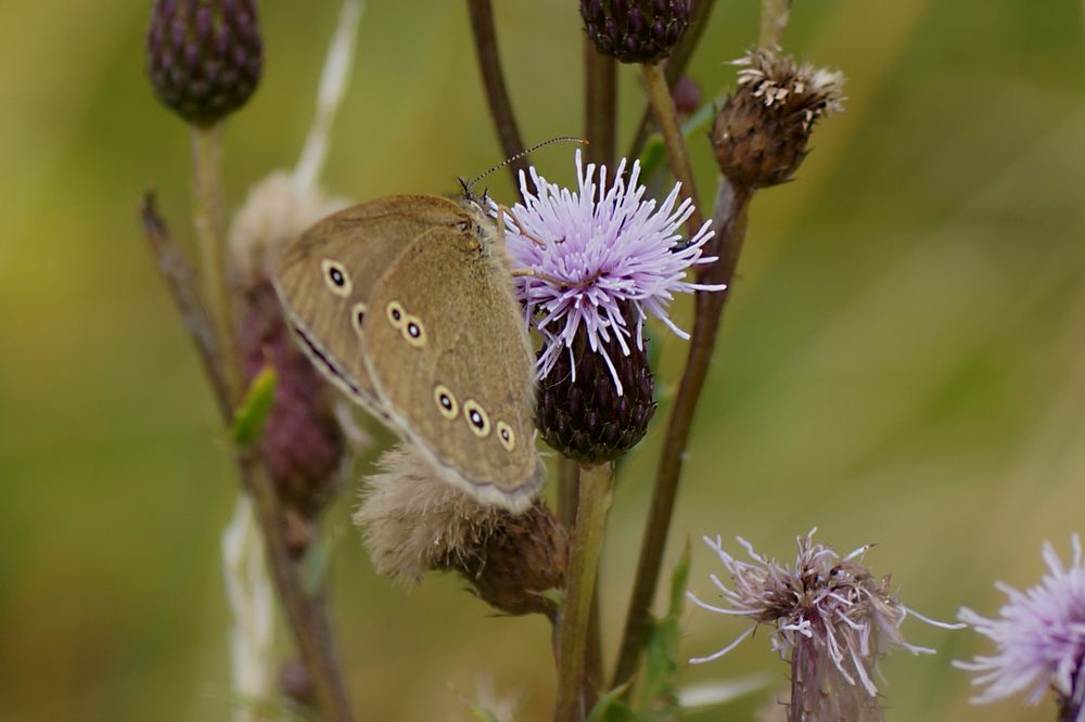 brauner Waldvogel