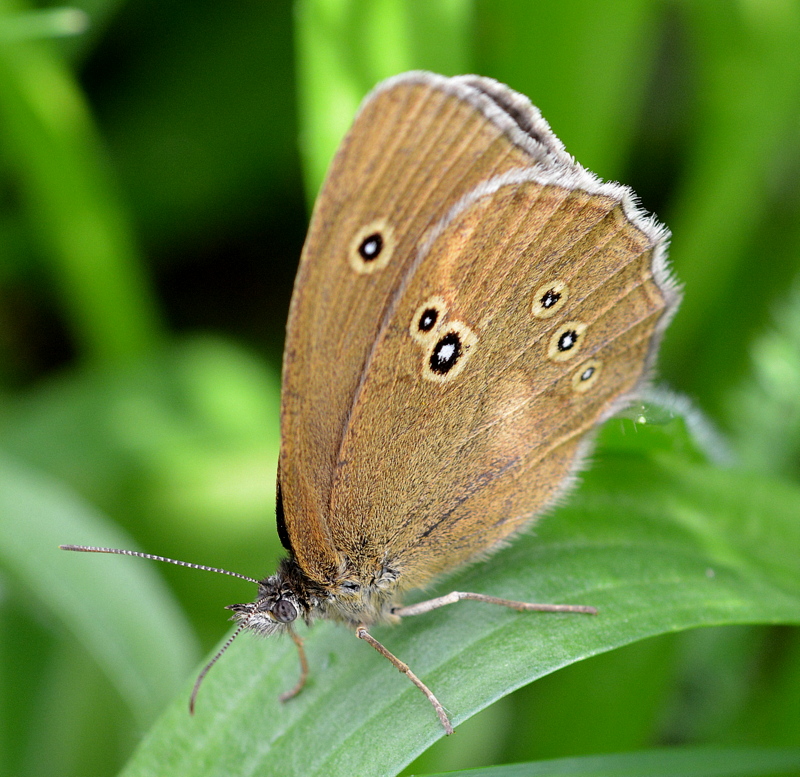 brauner waldvogel