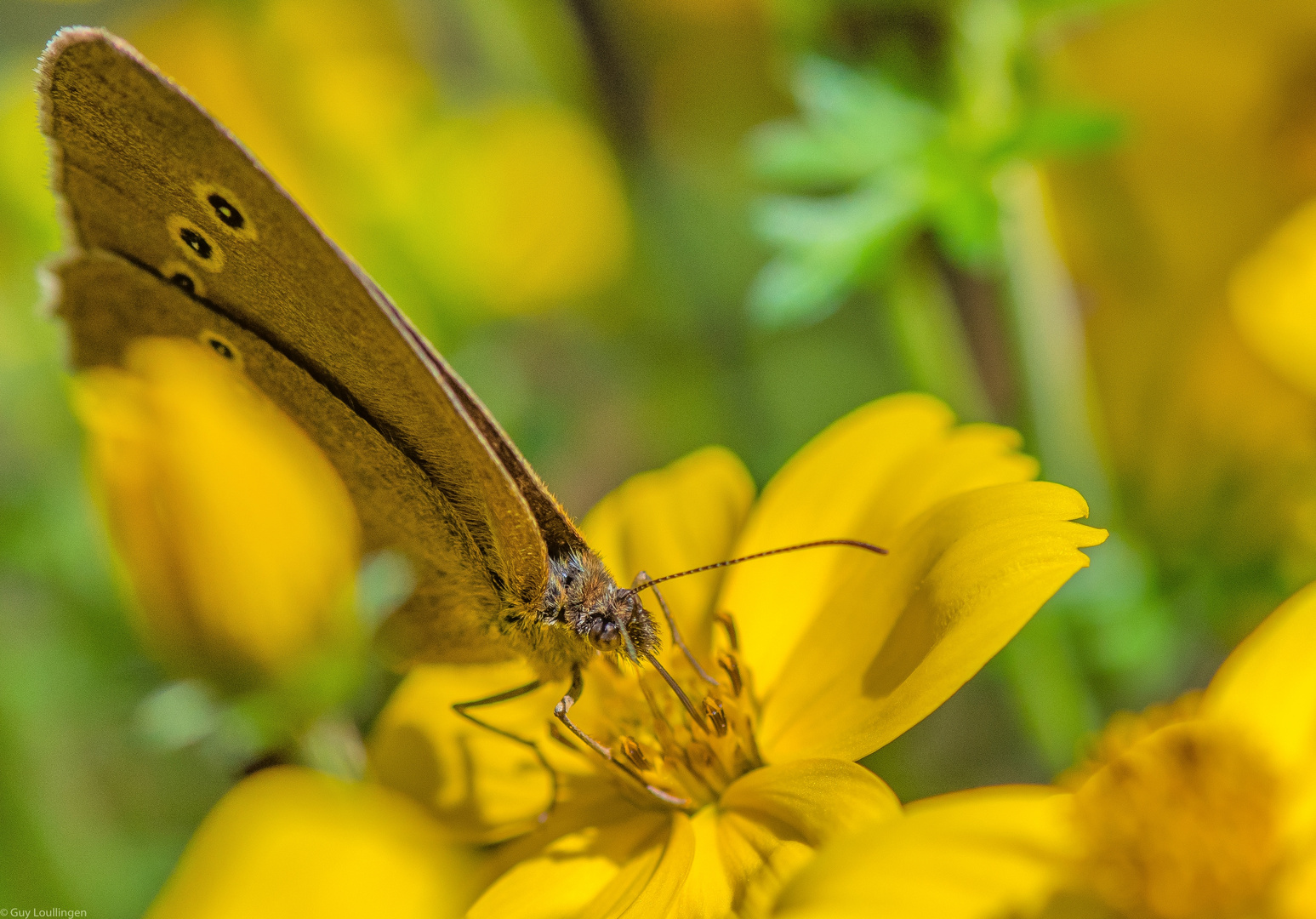 brauner Waldvogel