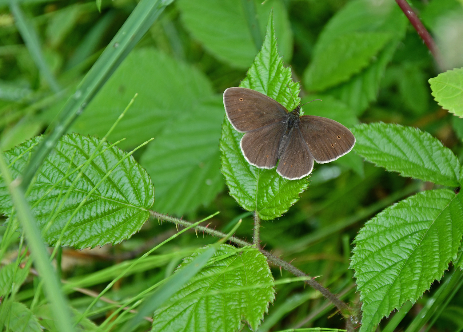 Brauner Waldvogel