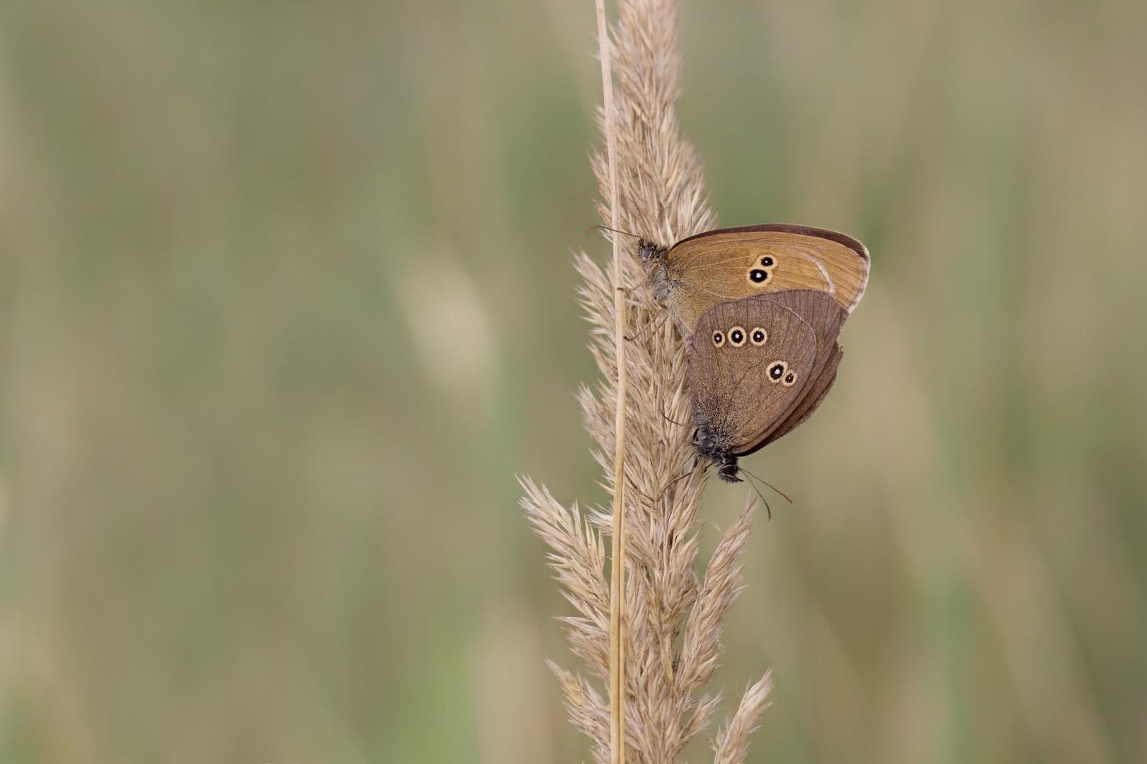 brauner Waldvogel 