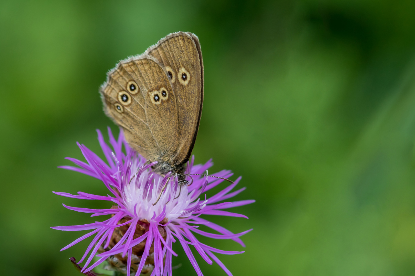 Brauner Waldvogel